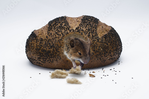 mysz w chlebie 