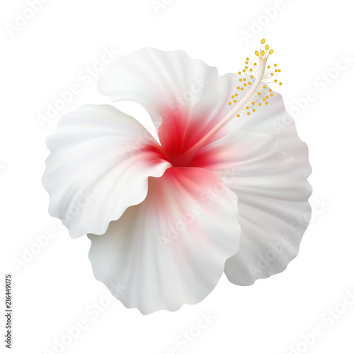 Realistic white hibiscus. The symbol of rare elegant beauty.
