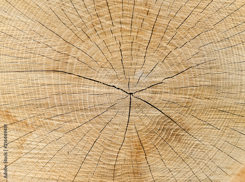 Fototapeta premium Jahresringe