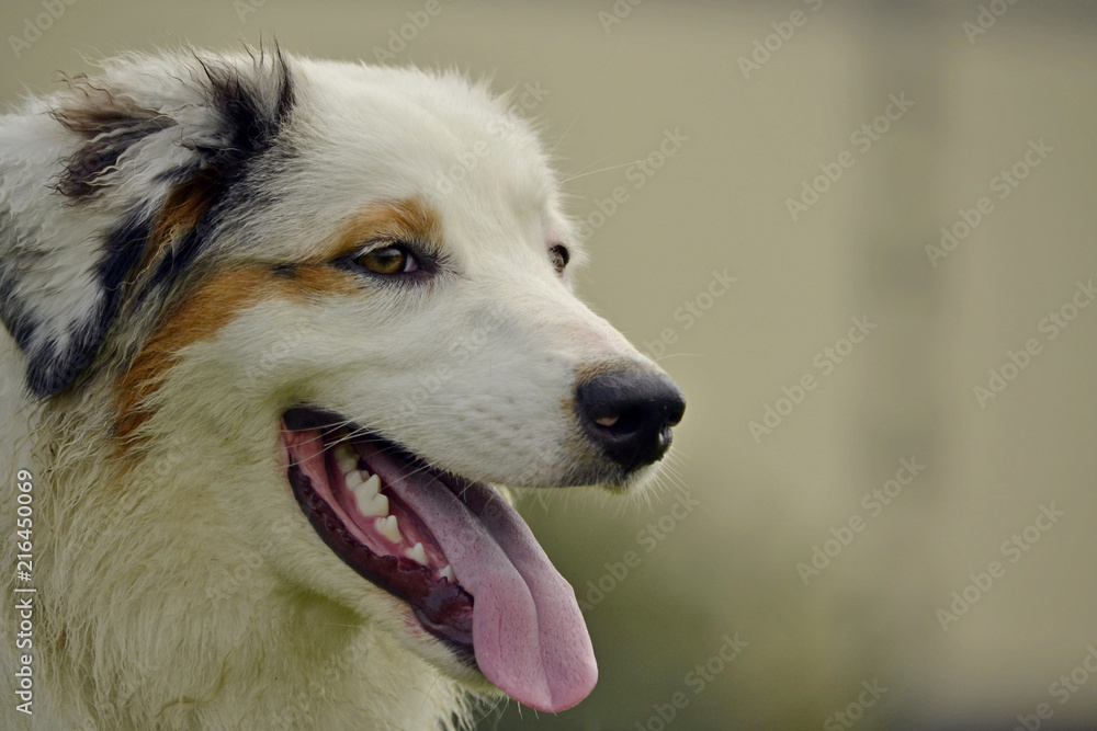 Young Australian Shepherd Dog. Aussie. Merry fuss puppies. Training of dogs. Dog education, cynology, intensive training of young dogs. Young Australian Shepherd Dog. Aussie. Merry fuss puppies. Training of dogs. Dog education, cynology, intensive training of young dogs.