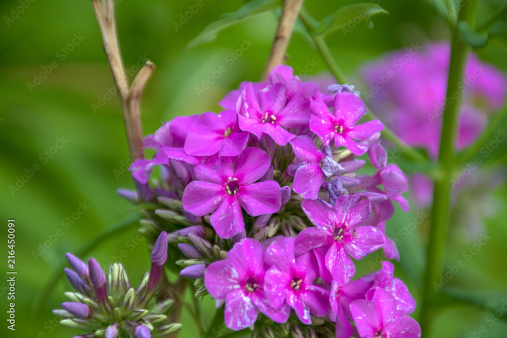 purple flower garden