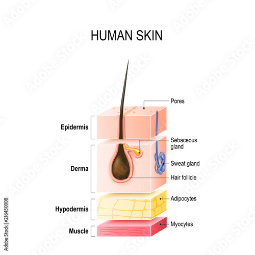 Layers of normal Human Skin