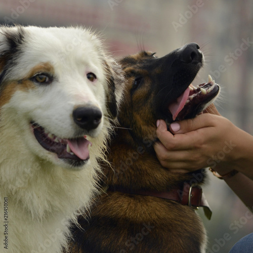Young Australian Shepherd Dog. Aussie. Merry fuss puppies. Training of dogs.  Dog education, cynology, intensive training of young dogs.