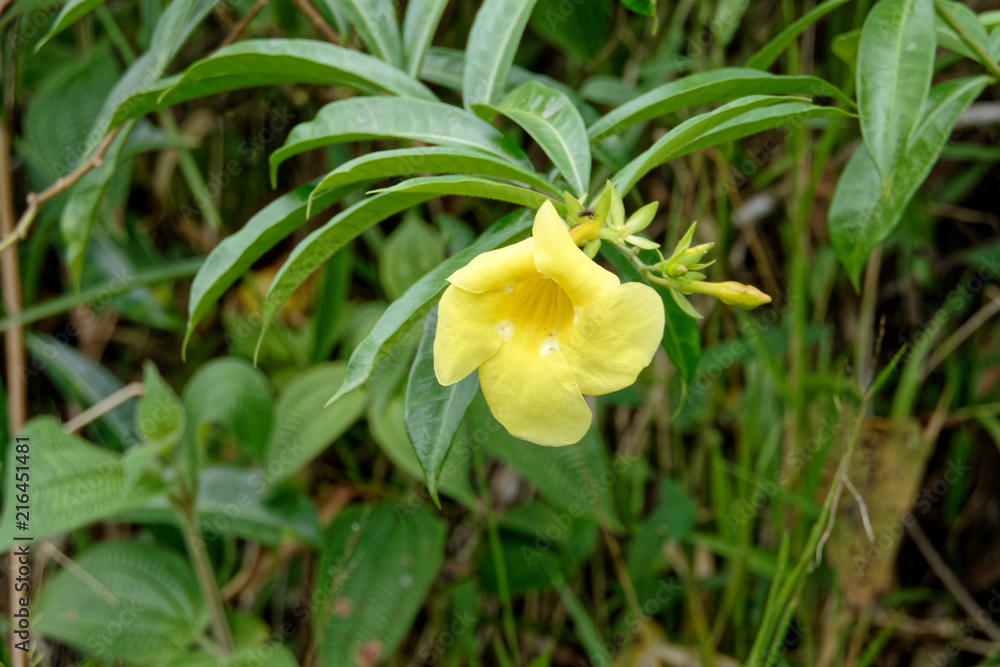Appelé liane de lait aux antilles : l'allamanda jaune avec sa fleur jaune vif en Guyane française. Appelé liane de lait aux antilles : l'allamanda jaune avec sa fleur jaune vif en Guyane française.