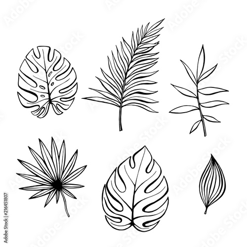 Hand drawn branches and leaves of tropical plants. Black outline set isolated on white background. Synadenium, monstera,palm leaf