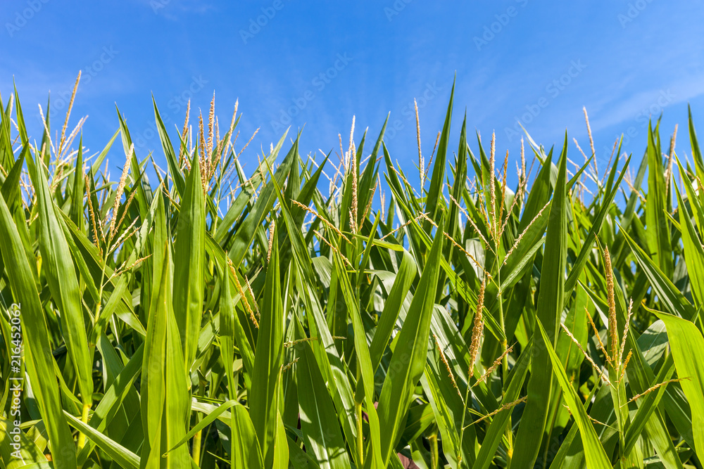 Fototapeta premium Close up view of maize/corn field with blue sky in the background