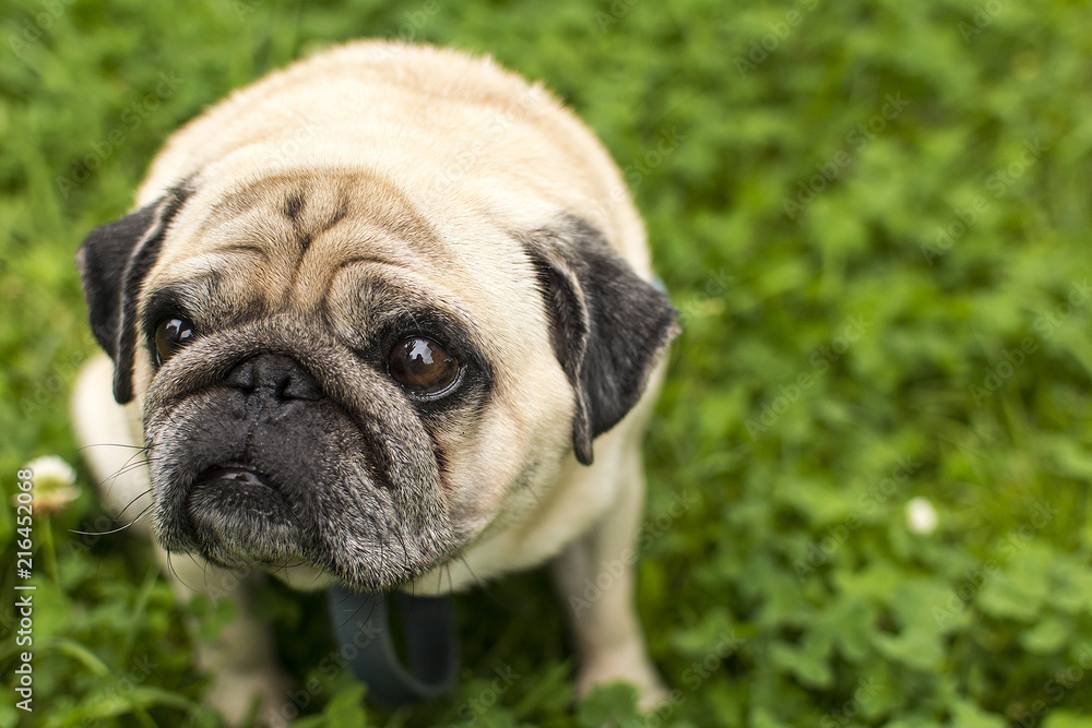 pug dog looks up