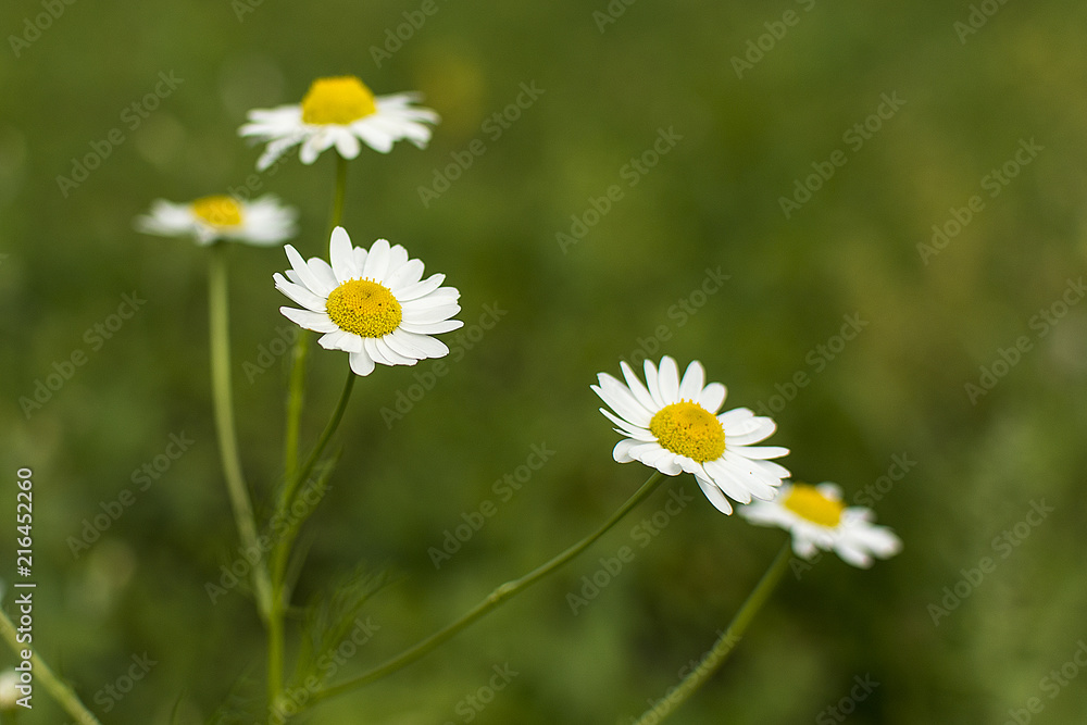 chamomile flowers on grass background