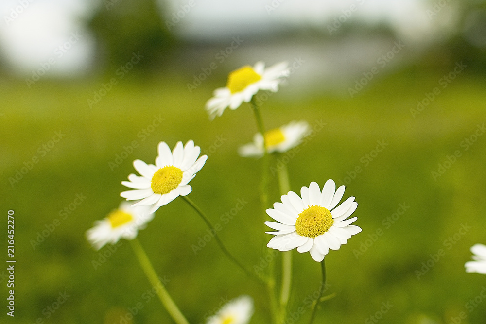 chamomile flowers on grass background chamomile flowers on grass background