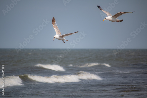 Seagulls flying above the Baltic sea