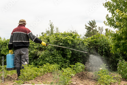 Elderly farmer man in hat, glasses and protective clothing sprinkles potatoes with professional sprayer. Struggle with the Colorado beetle. Blue tank with electric sprayer. Strong poison for insects.