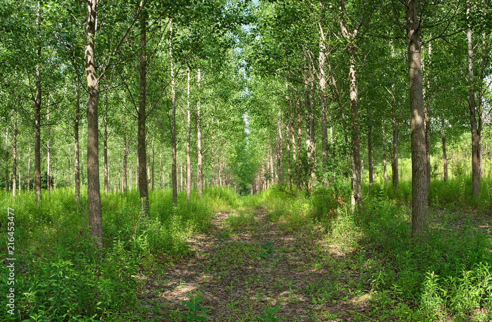 Obraz premium Forest hiking road with trees all around
