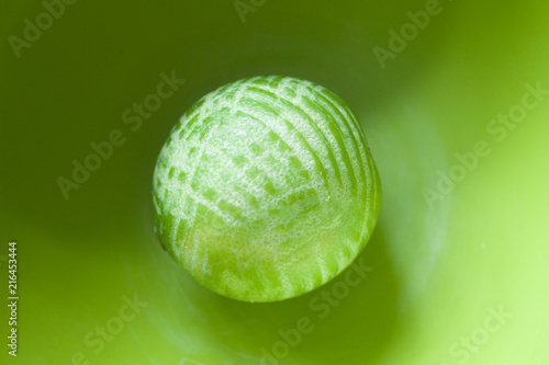 Peeled lime