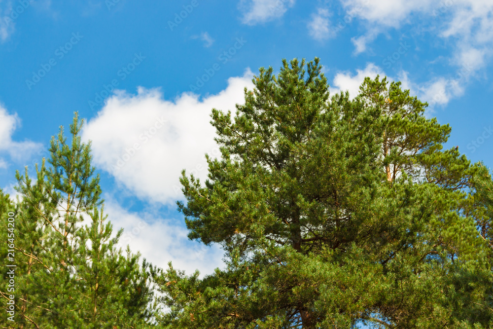Pine forest, lush green trees and blue sky with clouds. Russian nature. Kostroma region. Pine forest, lush green trees and blue sky with clouds. Russian nature. Kostroma region.