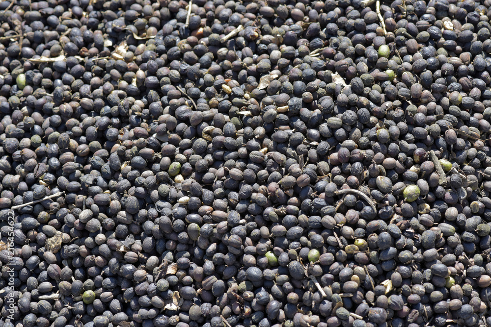 Closeup of coffee beans in drying process Closeup of coffee beans in drying process