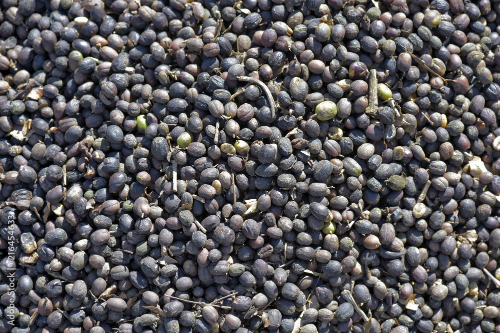 Closeup of coffee beans in drying process Closeup of coffee beans in drying process