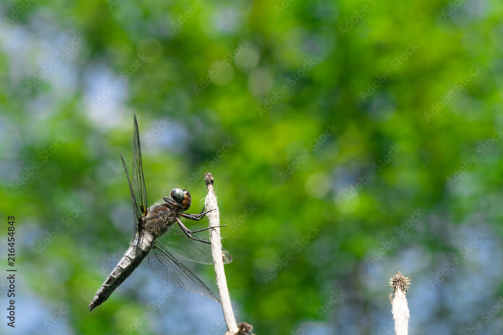 A close up of a dragonfly resting on a small branch. A close up of a dragonfly resting on a small branch.