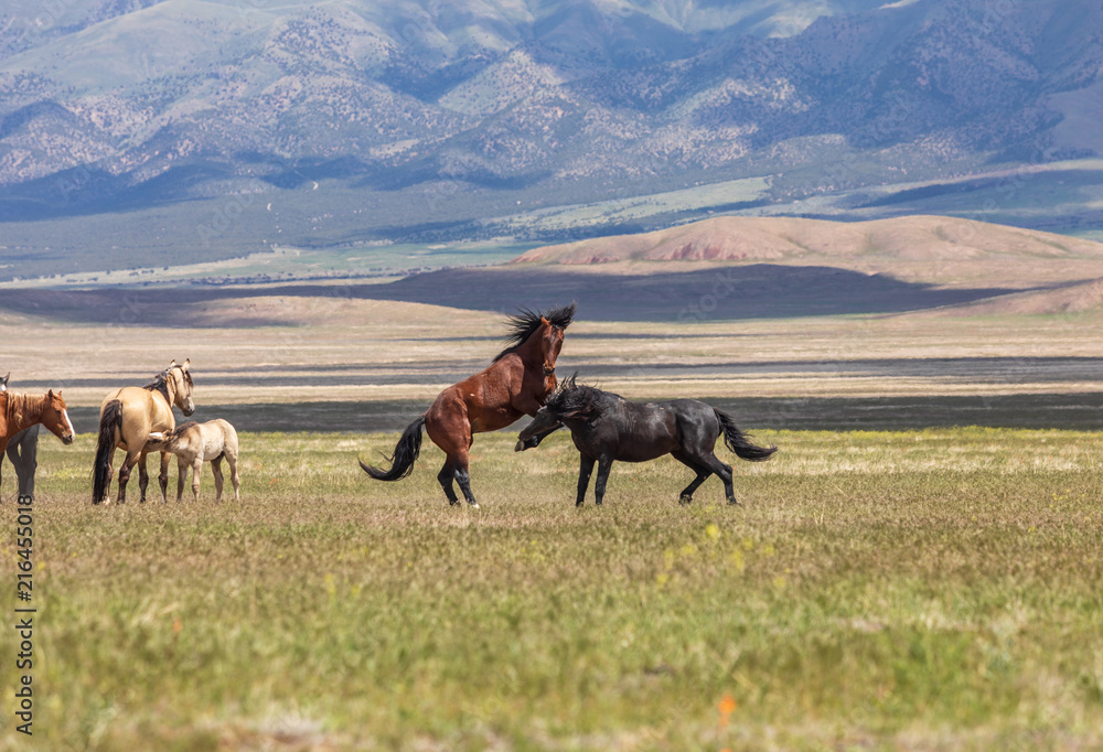 Obraz premium Wild Horse Stallions Fighting