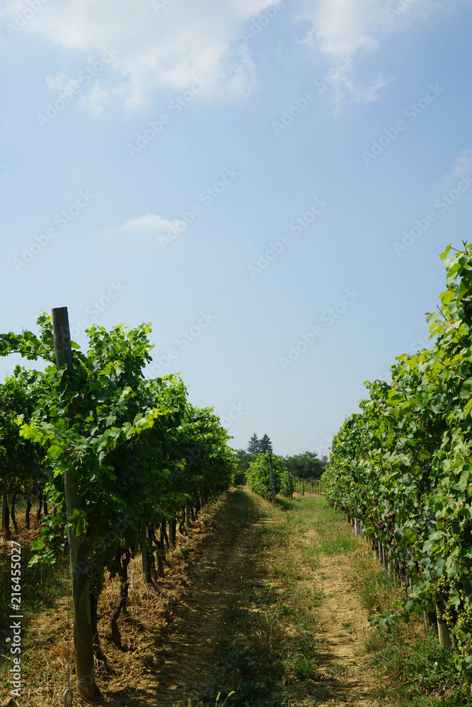 Naklejka premium Vineyards near the village of La Morra, Piedmont - Italy