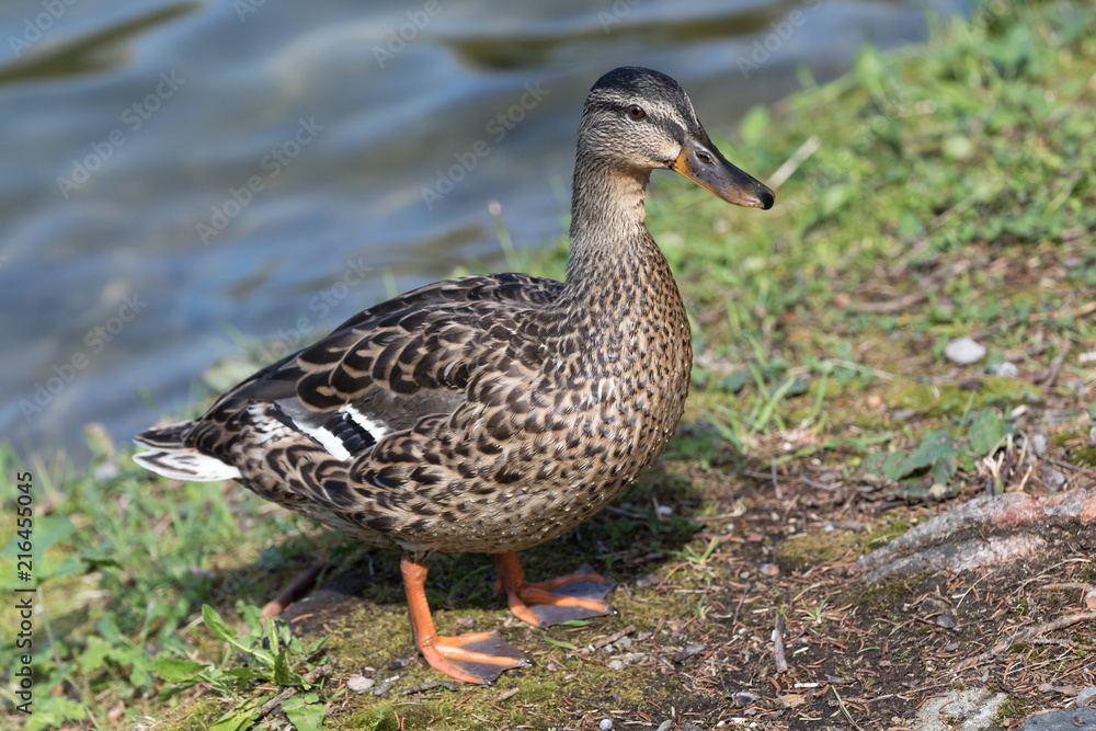 Ente am Ufer Ente am Ufer