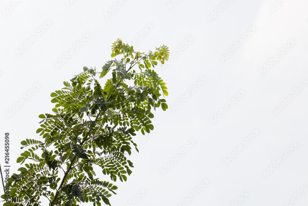 Fototapeta premium green leaf and blue sky
