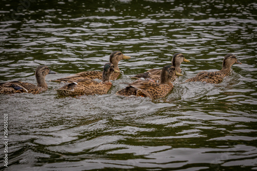 Ducks Swimming on a Lake © Charles