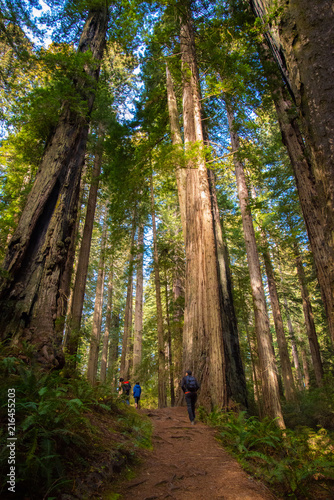 Foto Damnation Creek Trail