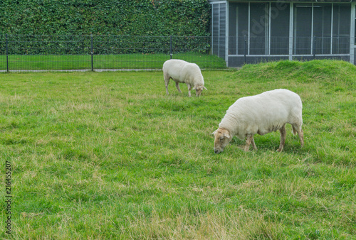 two white sheep in the pasture grazing