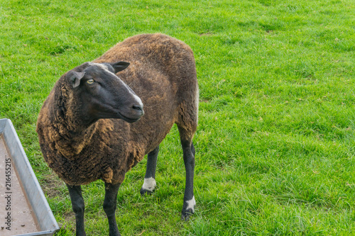 brown sheep clse up in the fields photo