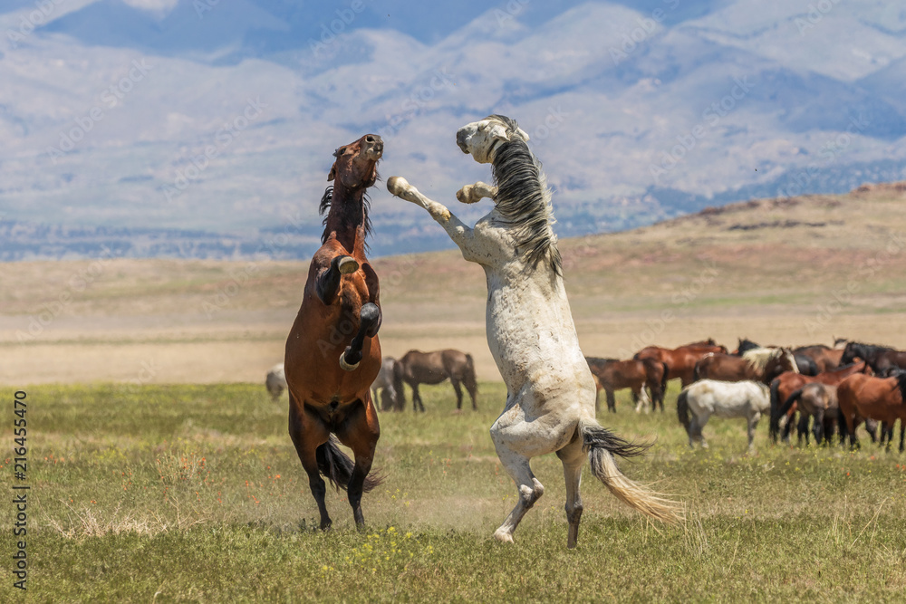Naklejka premium Wild Horse Stallions Fighting