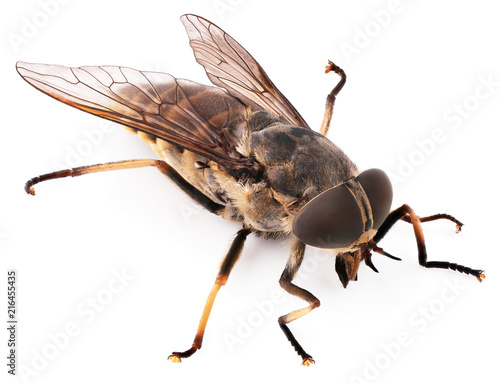 Macro shot of fly isolated on white background. Bot fly insect close-up