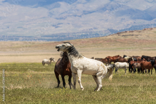 Wild Horse Stallions Fighting