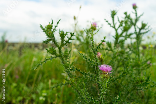 Field with Silybum marianum, Milk Thistle , Medical plants. photo