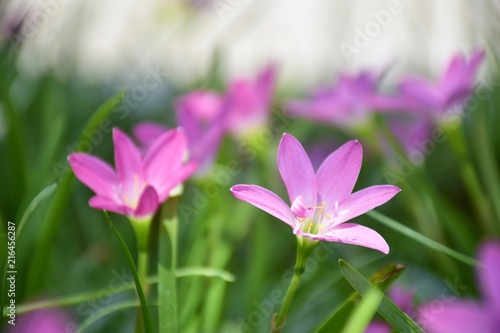 Close up pink rain lily of flower meadow with sunlight for nature background.