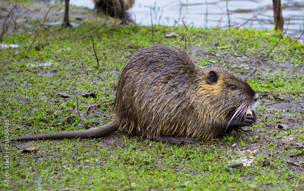 Close-up of a nutria on the shore of a small pond.