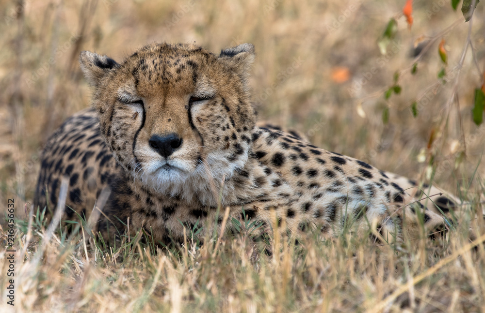cheetah cheetah