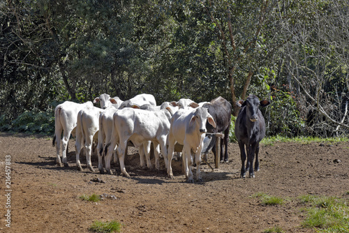 Zebu male calves feeding on the trough