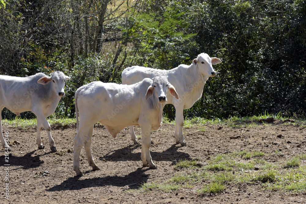 Zebu male calves in pasture with trees Zebu male calves in pasture with trees