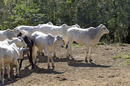 Zebu male calves in pasture with trees