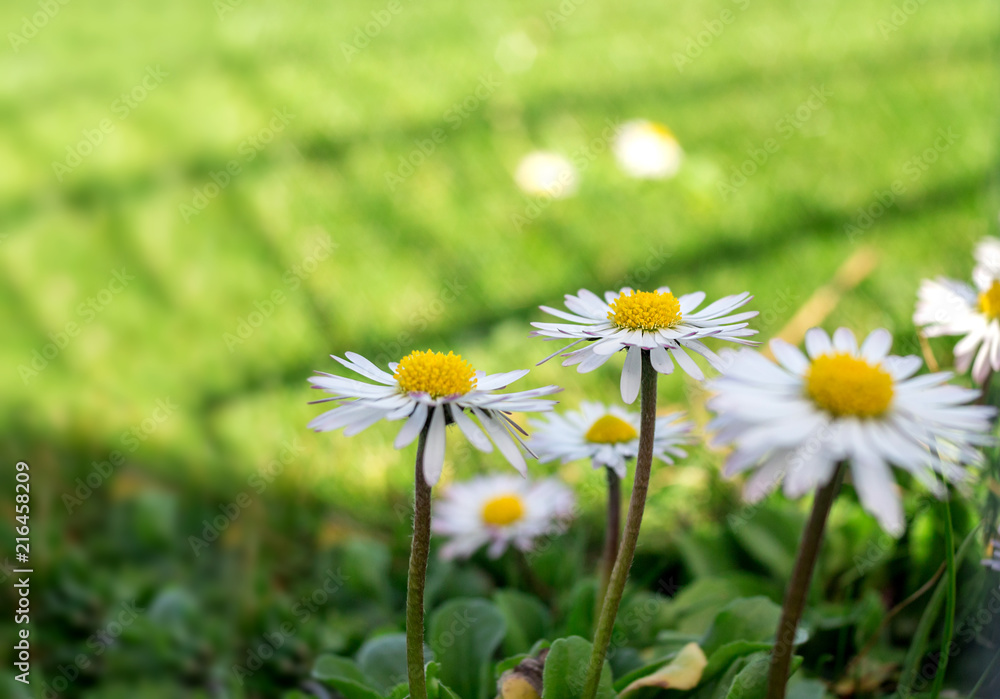 Chamomile flowers Chamomile flowers