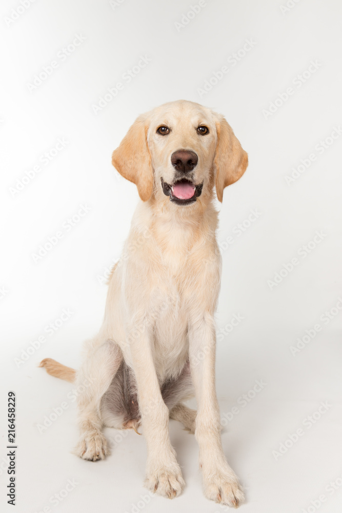 Happy yellow lab puppy Happy yellow lab puppy