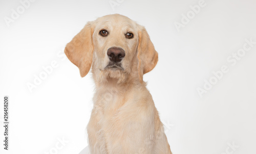 Yellow lab puppy on white background © Sharon