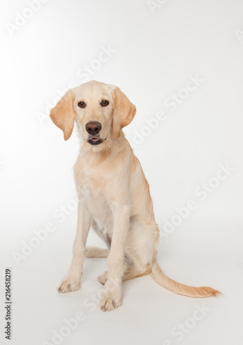 Sitting yellow lab puppy