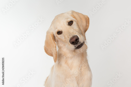 Labrador retriever puppy with head tilted © Sharon