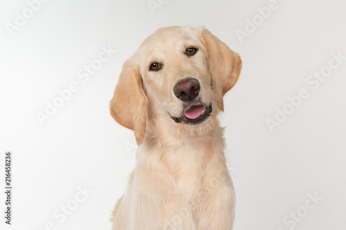 Happy yellow lab puppy on white background