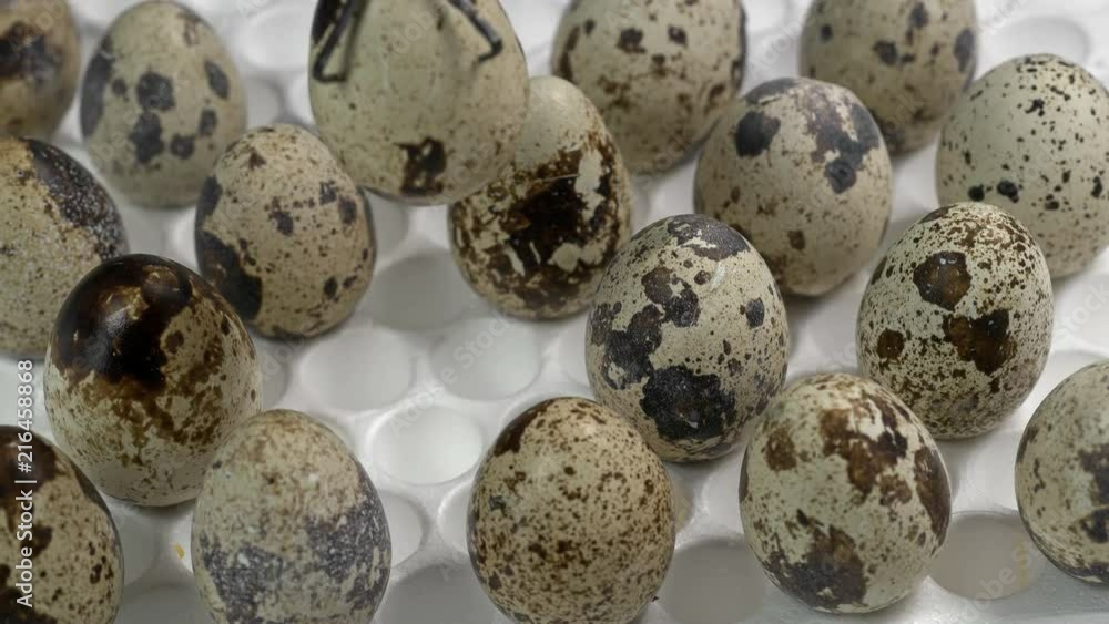 automatic capture puts quail eggs in a tray, where are the other eggs for incubation automatic capture puts quail eggs in a tray, where are the other eggs for incubation