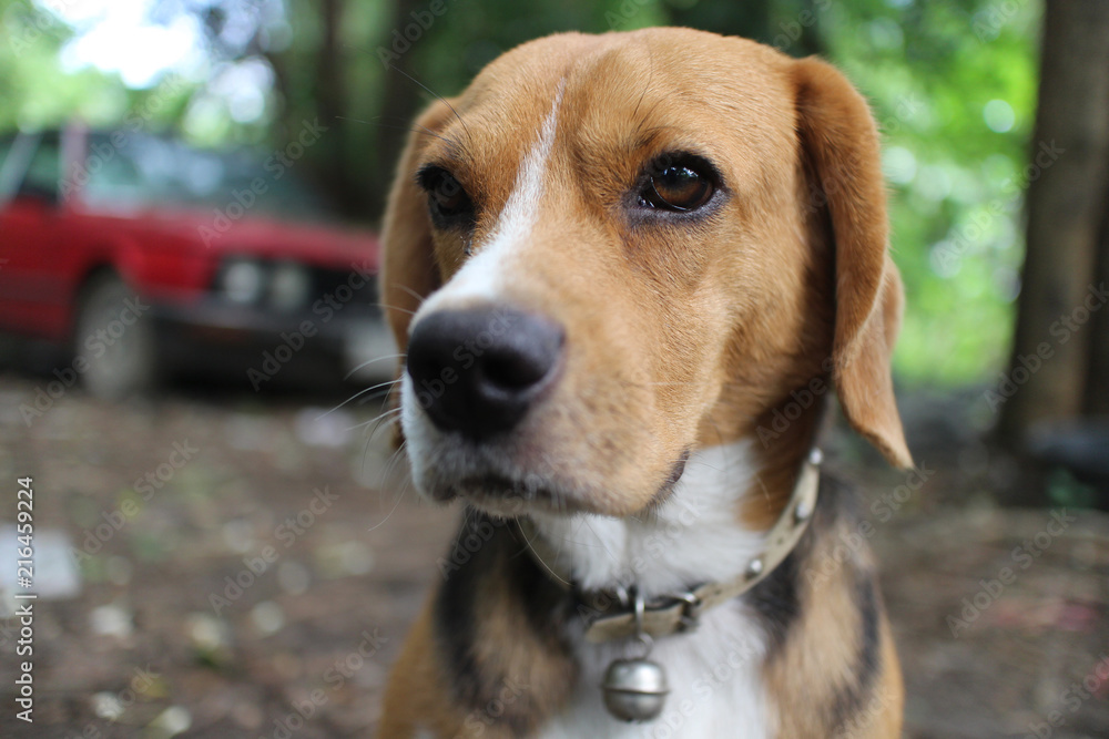 Portrait of beagle dog outdoor.