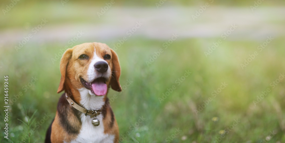 Beagle dog sitting on the green grass.