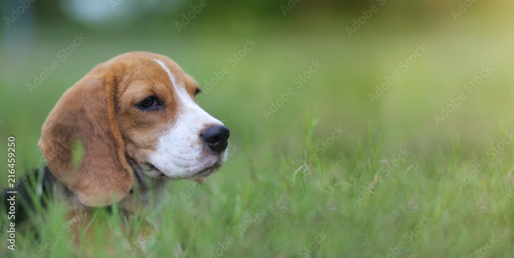 Beagle dog sitting on the green  field.