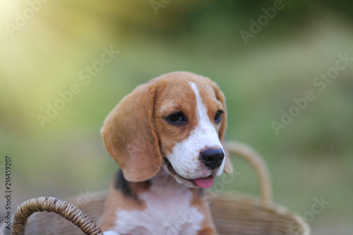 Beagle puppy in the rattan basket outdoor. © kobkik